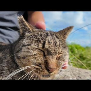 猫島の防波堤で座っていたら…猫が自らモフられに来た！【癒し】