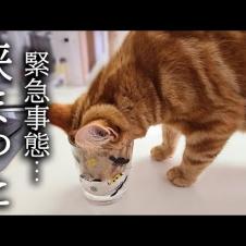 ハスキー犬がくんくん鳴くのでついて行くと子猫が...