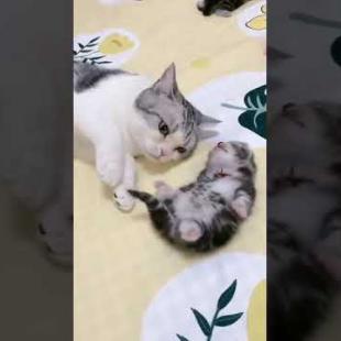 mommy cat hugs baby kitten having a nightmare