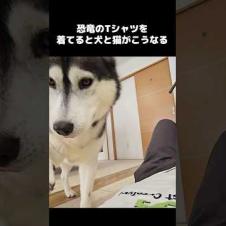 恐竜のTシャツを着てると犬と猫がブチ切れてこうなります...笑#shorts