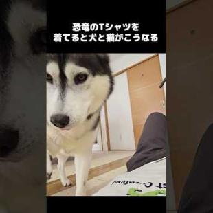 恐竜のTシャツを着てると犬と猫がブチ切れてこうなります...笑#shorts