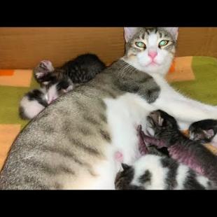 Your Heart Will Melt While Watching 💕 Mother Cat Breastfeeding Her Kittens