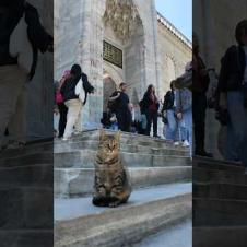 たくさんの観光客の中でも堂々と写真撮影に応じるイスタンブールの猫