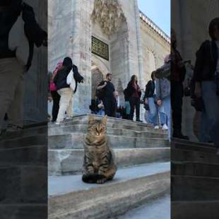 たくさんの観光客の中でも堂々と写真撮影に応じるイスタンブールの猫