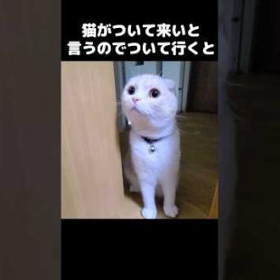 猫がついて来いと言うのでついて行った結果...笑#shorts