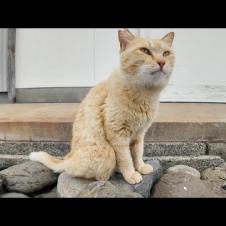 道の真中で寝ていた猫ちゃん、道路脇の段に座ると隣に寄って来たのでちゅーるをやった