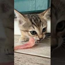 Барханный гибридный котёнок первый раз ест мясо