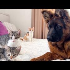 German Shepherd Puppy Confused by Cute Kittens