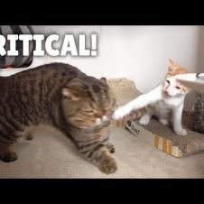 LuLu Got Smacked By a Kitten! | Kittisaurus