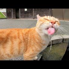 水を飲む公園の猫がとにかくカワイイ