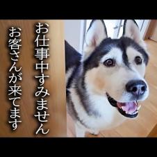 突然のお客さんの訪問に大喜びの犬と猫がこちらです...