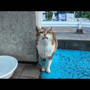 フェリー乗り場で水を飲んでいた三毛猫ちゃんを撫でる