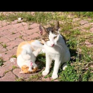 Karate kittens challenge each other