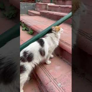 This Cat Looks Like It's Talking! What Does It Mean? 🐱🗣️ #catsoftiktok#catshorts, #cats, #funnycats