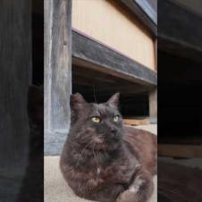 ⛩️神社の守り猫がかわいすぎて無限リピ🐈‍⬛💘