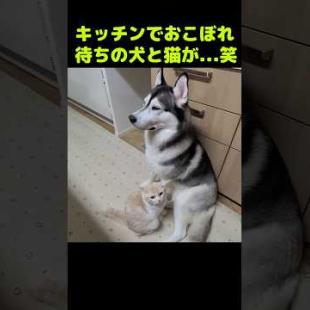 おこぼれ待ちの犬と猫がかわいい...笑