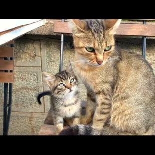 🐾❤️ The Purest Form of Love! Mother Cat Speaks from the Heart to Her Kittens