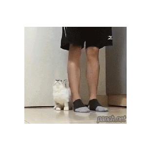 졸졸냥.gif