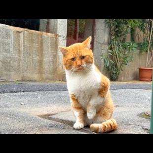 Male cat does not leave behind female cat