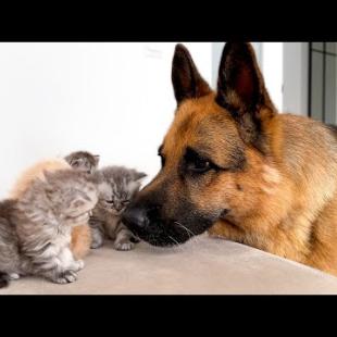 German Shepherd Reacts to Kittens