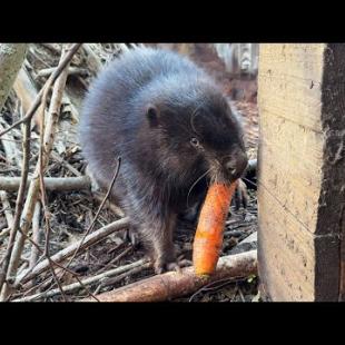 ПРИРУЧАЮ БОБРЕНКА / В ожидании хозяев мейн-куна Мурки / Минипиг под присмотром рыси ровняет траву