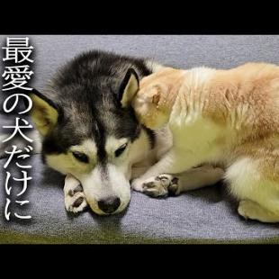 喧嘩したときの猫と犬の仲直りの仕方がかわいすぎた...