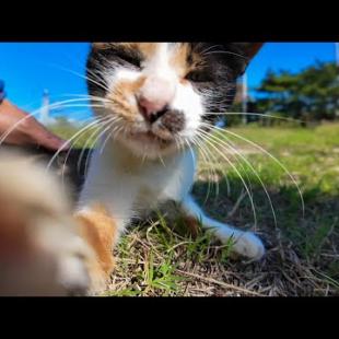 芝生で寝転ぶ三毛猫ちゃんをナデナデしてきた