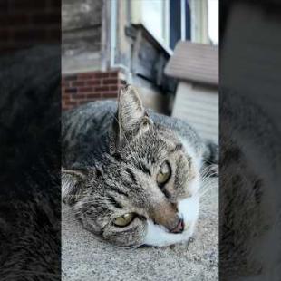 ゴロンゴロン転がってかわいすぎる猫