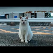 夕方漁港に行くと猫集まってきた