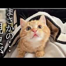 子猫と犬と一緒にこたつに入ったら幸せすぎました...