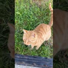 Curious cat, listening to my voice #shorts #catshorts #cat #cats #kitten #catsofyoutube