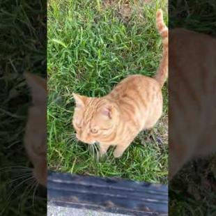 Curious cat, listening to my voice #shorts #catshorts #cat #cats #kitten #catsofyoutube