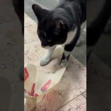 Poor hungry cat is so confused that we gave her food #shorts #catshorts #cat #cats #kitten#catlover