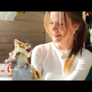 ПРИРУЧЕНИЕ ДИКИХ ГИБРИДНЫХ КОТЯТ ОТ АЛИСЫ И МАШИ / Любовь енота и кошек