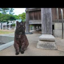 神社にきた参拝者を見守る黒猫ちゃん