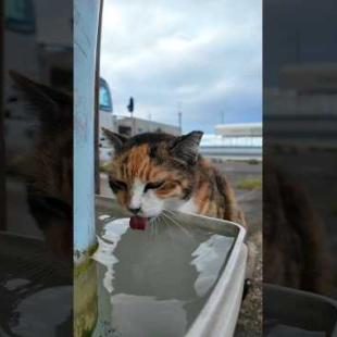 漁港の三毛猫ちゃん水飲んでます