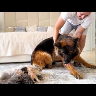 My German Shepherd Refuses to Leave the Cat and Her Kittens 😂❤️