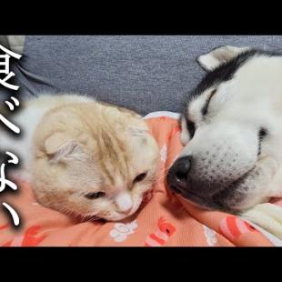 全員ごはんを食べなくなってしまいました...