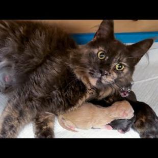 ПЕРВЫЕ РОДЫ МЕЙН-КУНа НИКОЛЬ