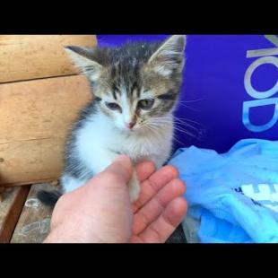 I form a close bond with the homeless, timid kittens living in the park