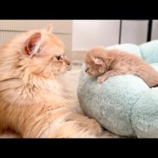 Papa Cat is playing with his Tiny Baby Kitten Son