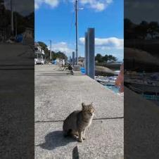 猫島で波止場に座ると猫に取り囲まれた #ImpressedCatVideo #catisland #猫
