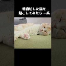 朝寝坊した猫を起こしてみたら...笑#shorts