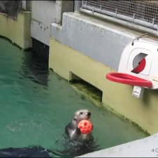 Sea-otter-slam-dunk
