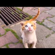 It is impossible to keep up with the speed of the homeless orange kitten who loves to play