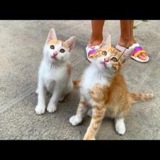 😹🔥 Endless Energy! Kittens Jump, Climb, Wrestle, and Crab Dance