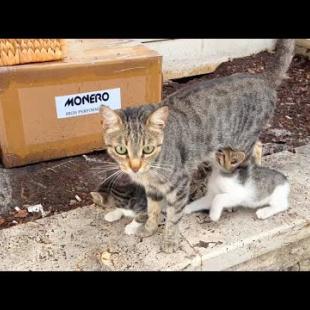 Mother cat forcibly cleans her kittens who want to drink milk, very funny