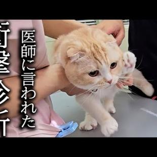 愛猫を急遽病院へ連れて行くとドクターに言われた衝撃的な言葉...