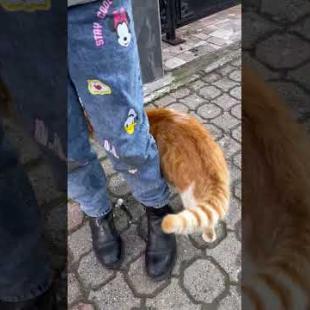 The big orange street cat doesn't leave us, she wants love #shorts #catshorts #kitten #cute #cat