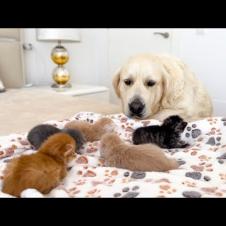 Golden Retriever Reacts to Tiny Kittens [Cutest Reaction Ever]